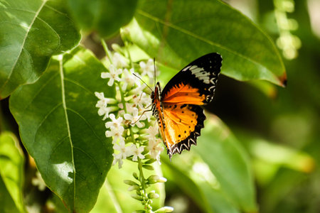 Tiger butterfly try to find food from Chinese Rose  flowers.