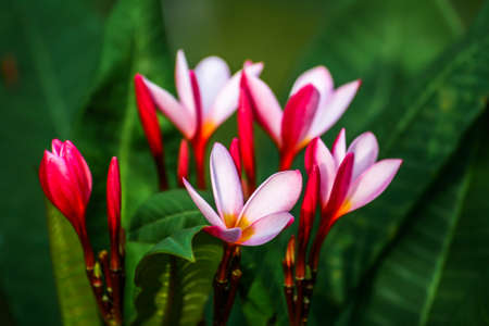 Close up of blooming red plumieria.の写真素材