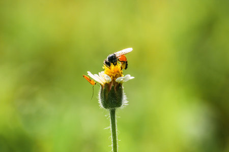 Grass flowers are food sources for small insects.の写真素材