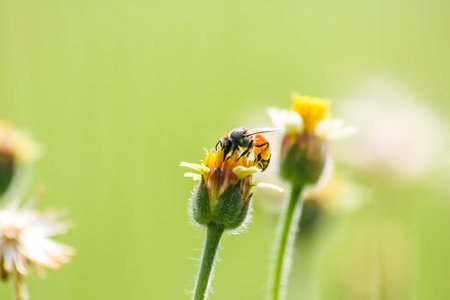 Grass flowers are food sources for small insects.の写真素材