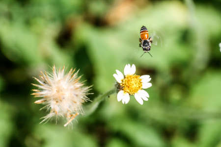 Grass flowers are food sources for small insects.の写真素材