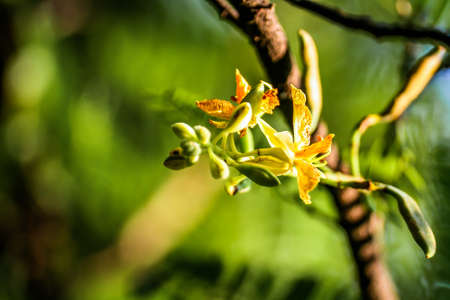 Tamarind flowers bloom all season.の写真素材