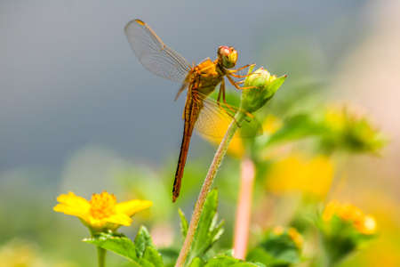 Grass flowers are food sources for small insects.の写真素材