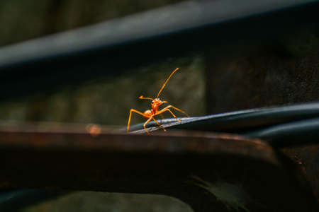 Ants use spiral cable for walk through to working(find food)の写真素材
