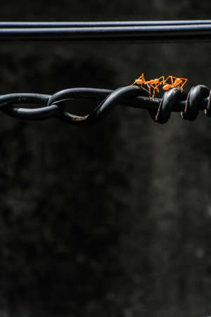 Ants use spiral cable for walk through to working(find food)の写真素材