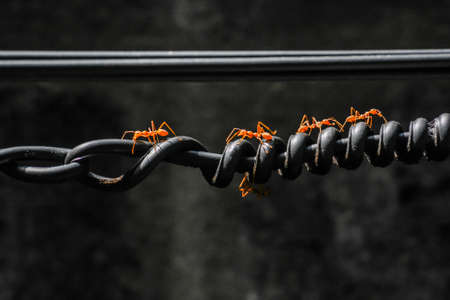 Ants use spiral cable for walk through to working(find food)の写真素材