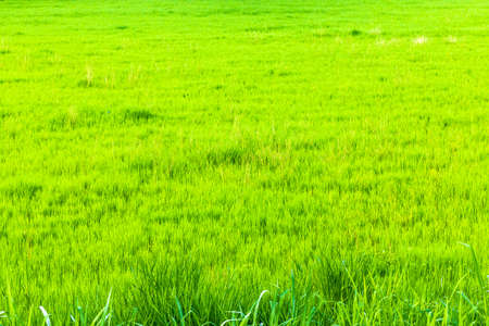Napier grass use for many farms in Thailand.の写真素材