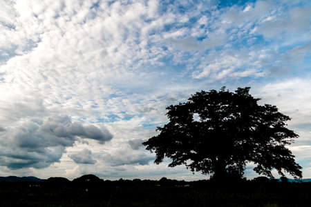 Silhouette of  banyan tree in the cloudy day.の写真素材
