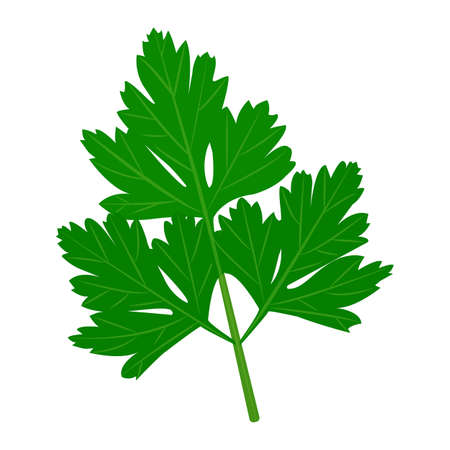 Fresh parsley herb. Vector flat illustration.のイラスト素材
