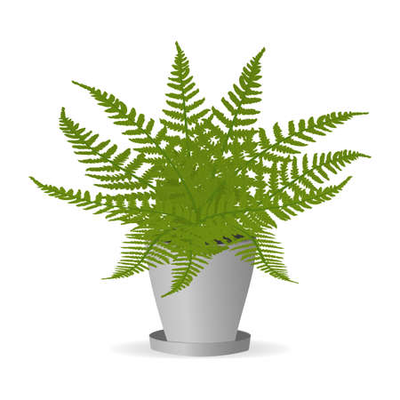 Fern plant leaves in a pot.Vector cartoon illustrationのイラスト素材