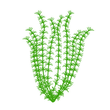 aaquaticplantのイラスト素材