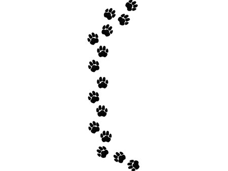 A path of paw prints of pets, dog or cat. Vector illustration drawn with chalk or charcoal on white backgroundのイラスト素材