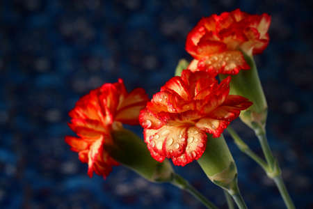 flowersの写真素材