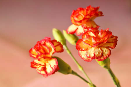 flowersの写真素材