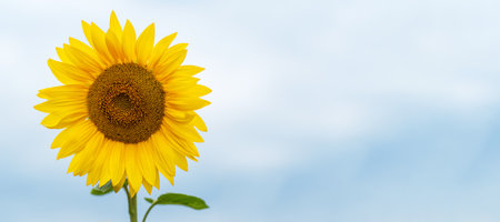 One sunflower on the left on sky background, close up, banner, card, copy space.の写真素材