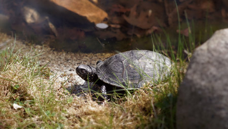 Bog turtle on land near the water, big stone in the foreground in sunny day, copy spaceの写真素材