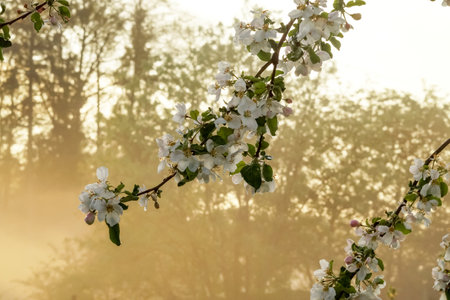 White apple blossom. Branches with white blossoms in a springtime garden at sunrise with fog. spring blossom background.の写真素材