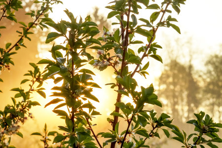 White apple blossom. Branches with white blossoms in a springtime garden at sunrise with fog. spring blossom background.の写真素材