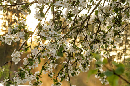 White apple blossom. Branches with white blossoms in a springtime garden at sunrise with fog. spring blossom background.の写真素材