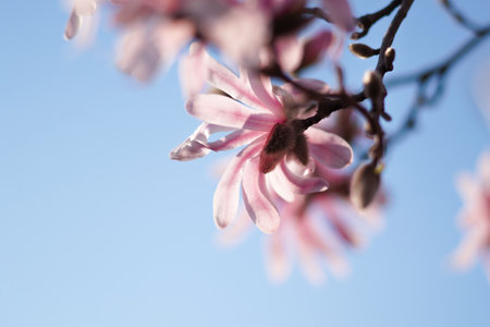 Close-up shot of the pink flowers of blooming magnolia, Magnolia stellata cultivar 'Rosea' in bright sunlight with dark blue sky in background. copyspace.の写真素材