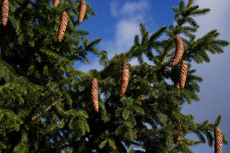 Fir branch cone with blue sky