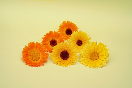 Calendula flowers on yellow background. close up. front view. card.の写真素材