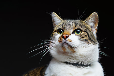 Close-up portrait of a cat on a black background.の写真素材
