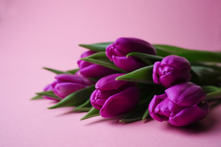 Close up spring fresh purple tulips on rose background for mother's day, valentines day, easter holidays postcard, invitation. selective focus.の写真素材