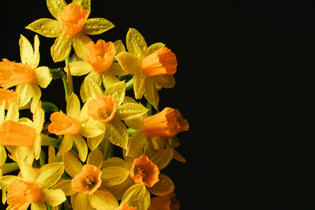 spring composition. Yellow flowers daffodil with water drops on dark background. mother's day concept. copyspace.の写真素材