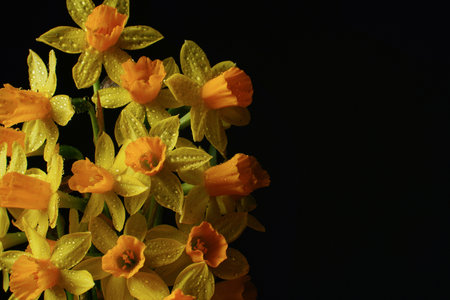 spring composition. Yellow flowers daffodil with water drops on dark background. mother's day concept. copyspace.の写真素材