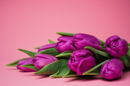 Close up purple tulips on a rose background. selective focus. Viva Magenta. Postcard, congratulations, spring holidays, celebration.の写真素材