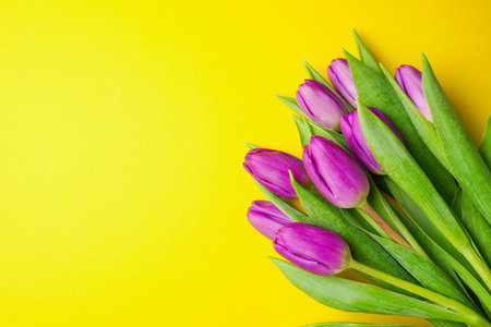 Spring fresh purple tulips on yellow background for mother's day, valentines day, easter holidays postcard, invitation. Copy space, flat lay.の写真素材