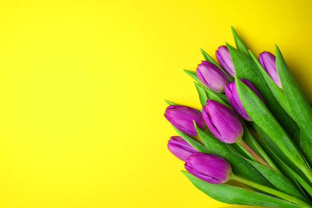 Spring fresh purple tulips on yellow background for mother's day, valentines day, easter holidays postcard, invitation. Copy space, flat lay.の写真素材