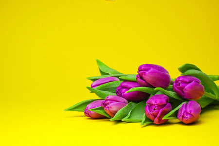 Close up spring fresh purple tulips on yellow background for mother's day, valentines day, easter holidays postcard, invitation. selective focus.の写真素材