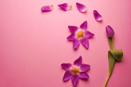 Composition of tulip petals wiht purple tulip laying on a pink background. flat lay. copyspace.の写真素材