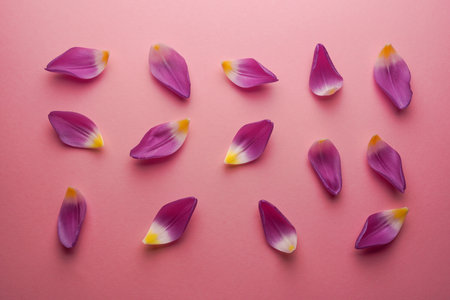 Composition of tulip petals, purple tulip petals laying on a pink background. flat lay.の写真素材