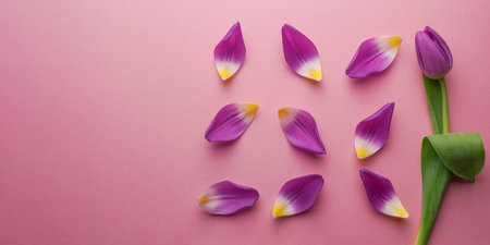 Composition of tulip petals wiht purple tulip laying on a pink background. flat lay. copyspace:の写真素材