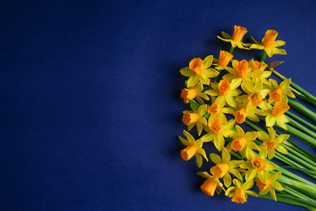 spring composition. Yellow flowers daffodil on blue background. mother's day concept. flat lay. copyspace. close up.の写真素材