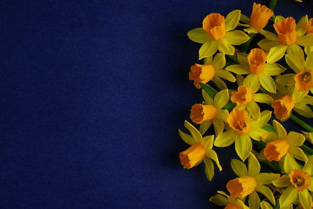 Easter composition. Yellow daffodils flowers on blue background. The minimal concept. flat lay. copyspace. close up. soft focus.の写真素材