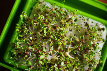 Close up of micro herbs in the green box. Sprouting organic microgreens. Seed Germination at home. Vegan and healthy food concept. micro green. Growing sprouts, superfood.の写真素材