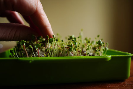 Close up of micro herbs in the green box. Sprouting organic microgreens. Seed Germination at home. Vegan and healthy food concept. micro green. Growing sprouts, superfood.の写真素材