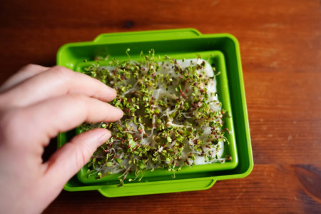 Micro herbs in the green box. Sprouting organic Microgreens. Seed Germination at home. Vegan and healthy food concept. micro green. Growing sprouts, superfood.の写真素材
