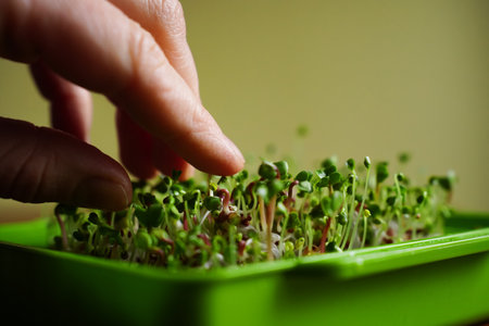 Close up of micro herbs in the green box. Sprouting organic microgreens. Seed Germination at home. Vegan and healthy food concept. micro green. Growing sprouts, superfood.の写真素材
