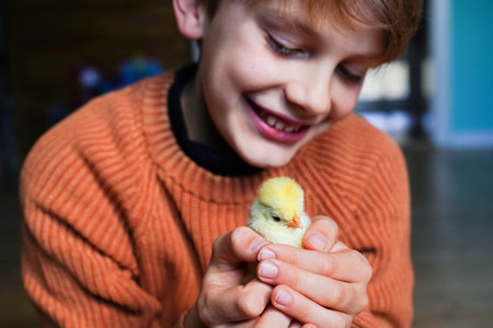 Pedigree chickens. Happy child girl holding chicken in her hands. Communication of child with animals, animal therapy. Boy holding small yellow chicken in his palms. Poultry farm. Hatched from an egg.の写真素材