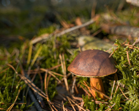 oilseed mushroom on moss in the autumn forestの写真素材