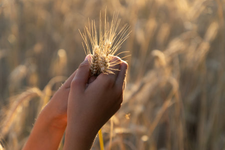 Hands of child holding ears of rye, background rye fieldの写真素材