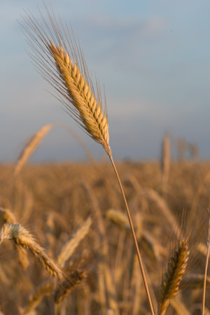 One spike rye on background field with blue skyの写真素材