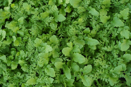 Small mustard plant growing in the garden. Sprouted seeds, microgreens.の写真素材
