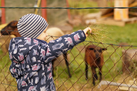 young boy feed a sheep over the fenceの写真素材