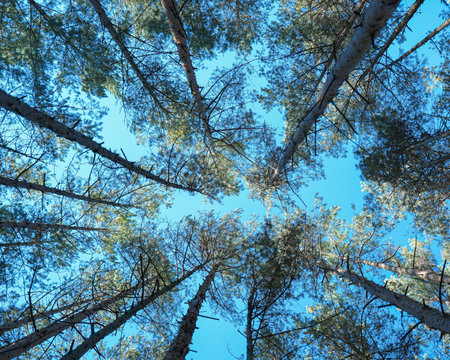 Looking up pine trees crowns branches in woods or forest. Woodlands of Germany. Bottom view of tall pine trees. Blue sky in background.Tops of trees from ground view.の写真素材